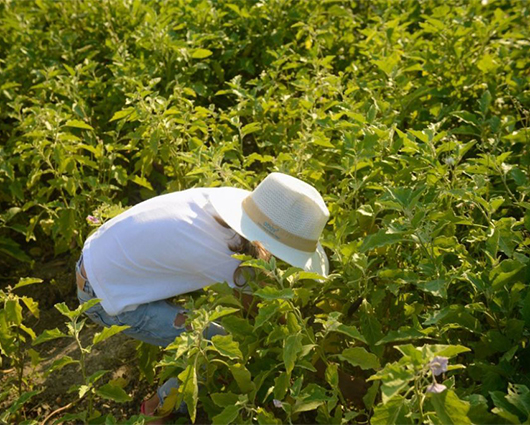 From Farm to Table